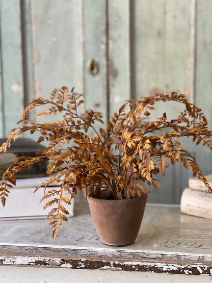 Autumnal Fern Potted