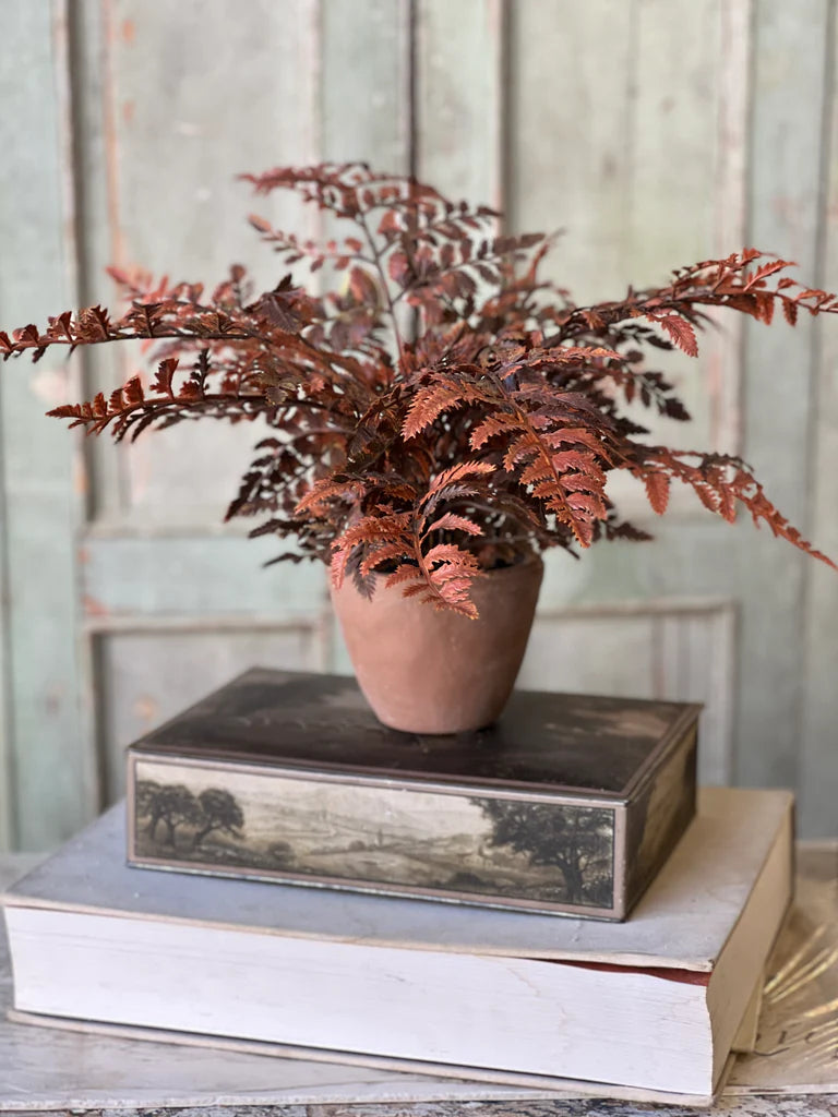 Autumnal Fern Potted