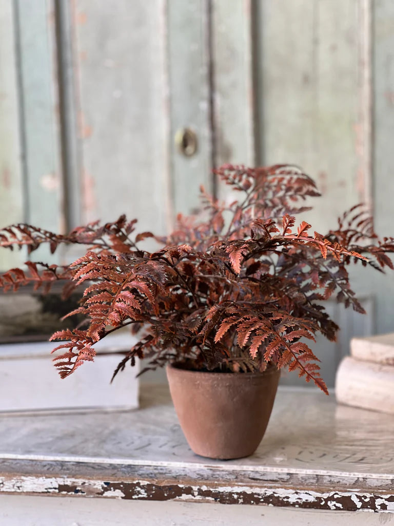 Autumnal Fern Potted