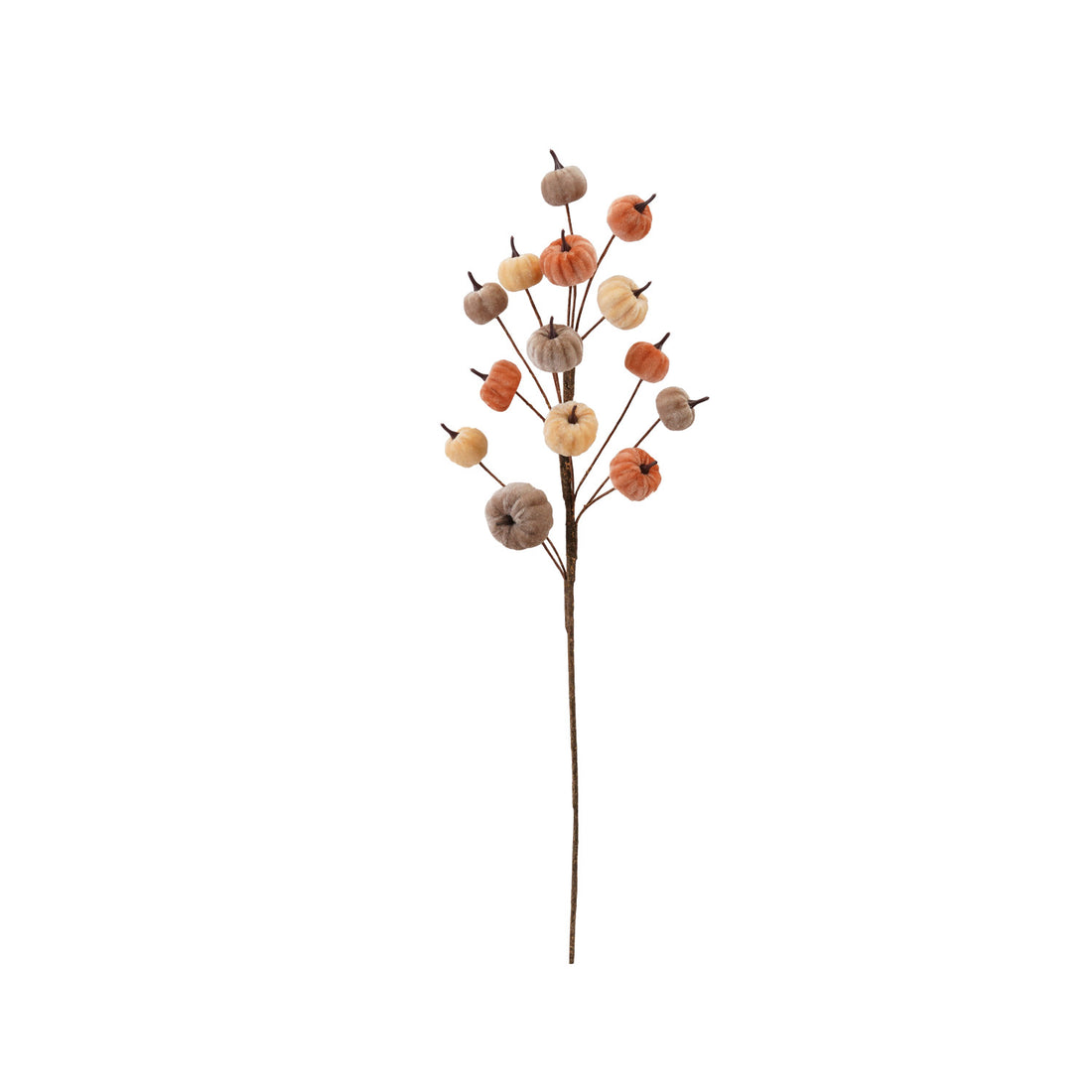 Velvet Pumpkin Stem