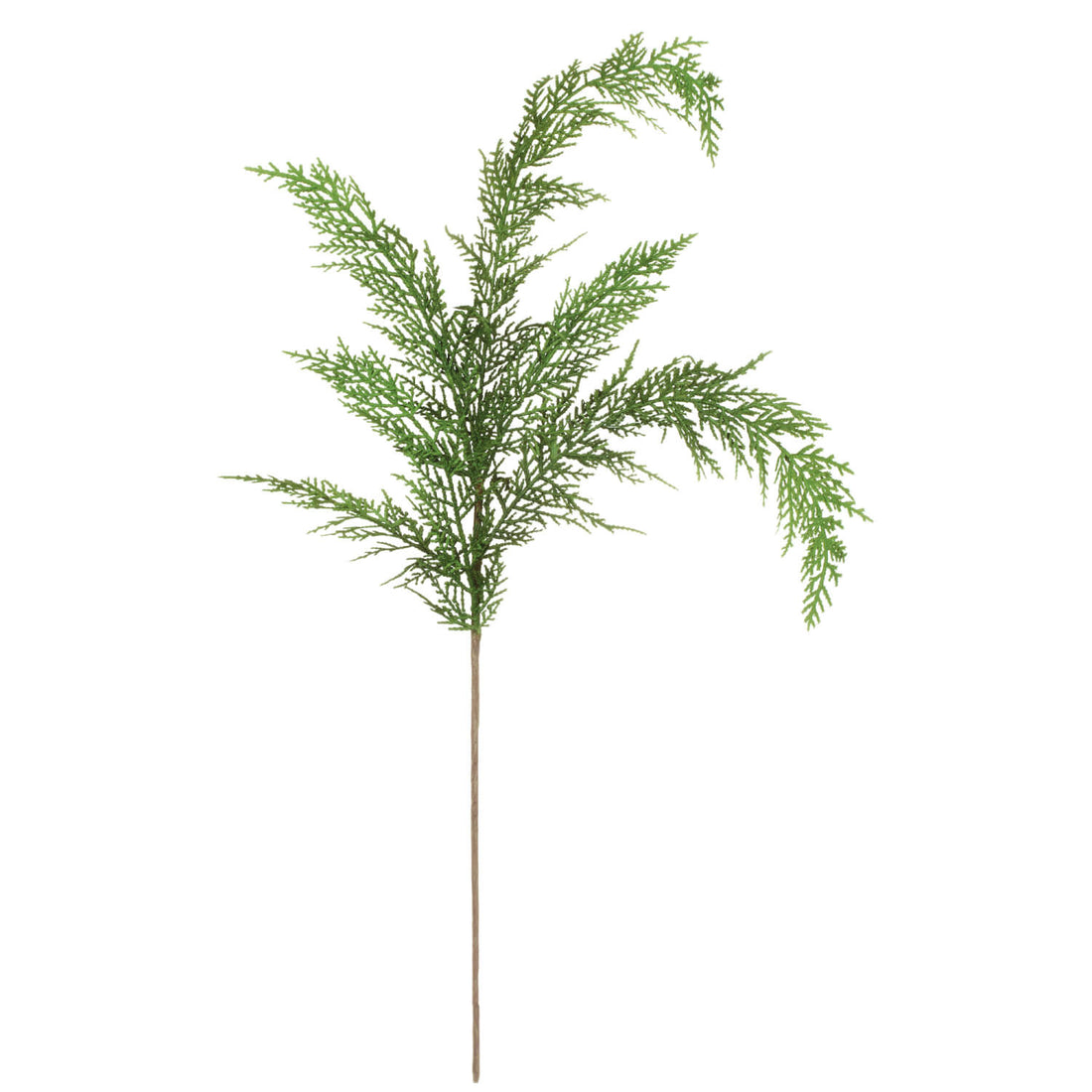 Cypress Stem
