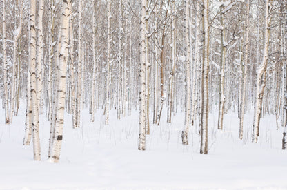 16 oz Butter Jar Candle: Silver Birch