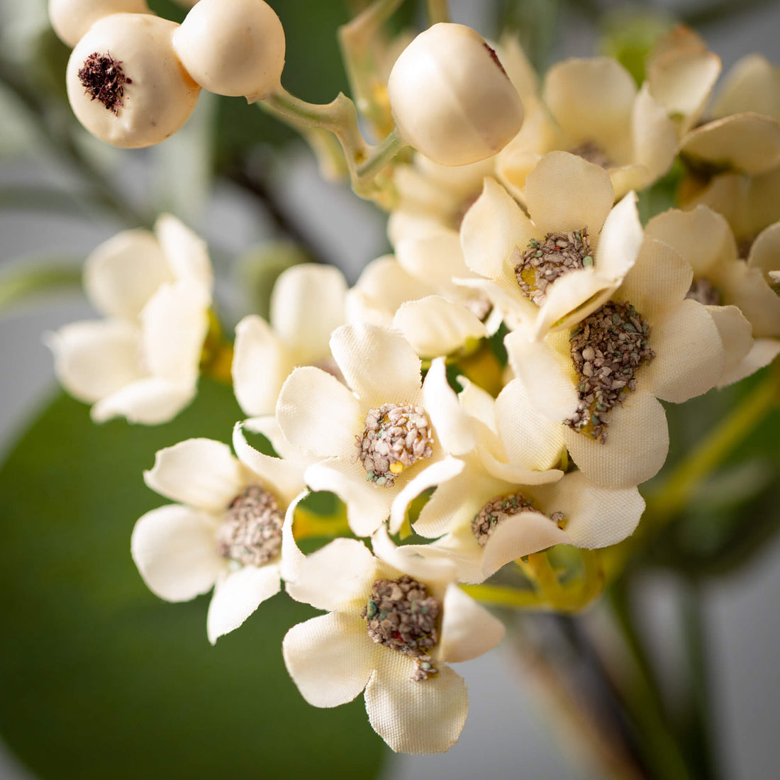 Eucalyptus &amp; Waxflower Orb