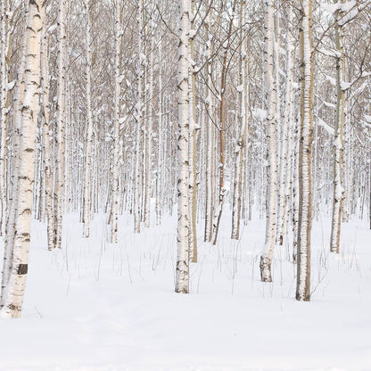 22 oz Butter Jar Candle: Silver Birch