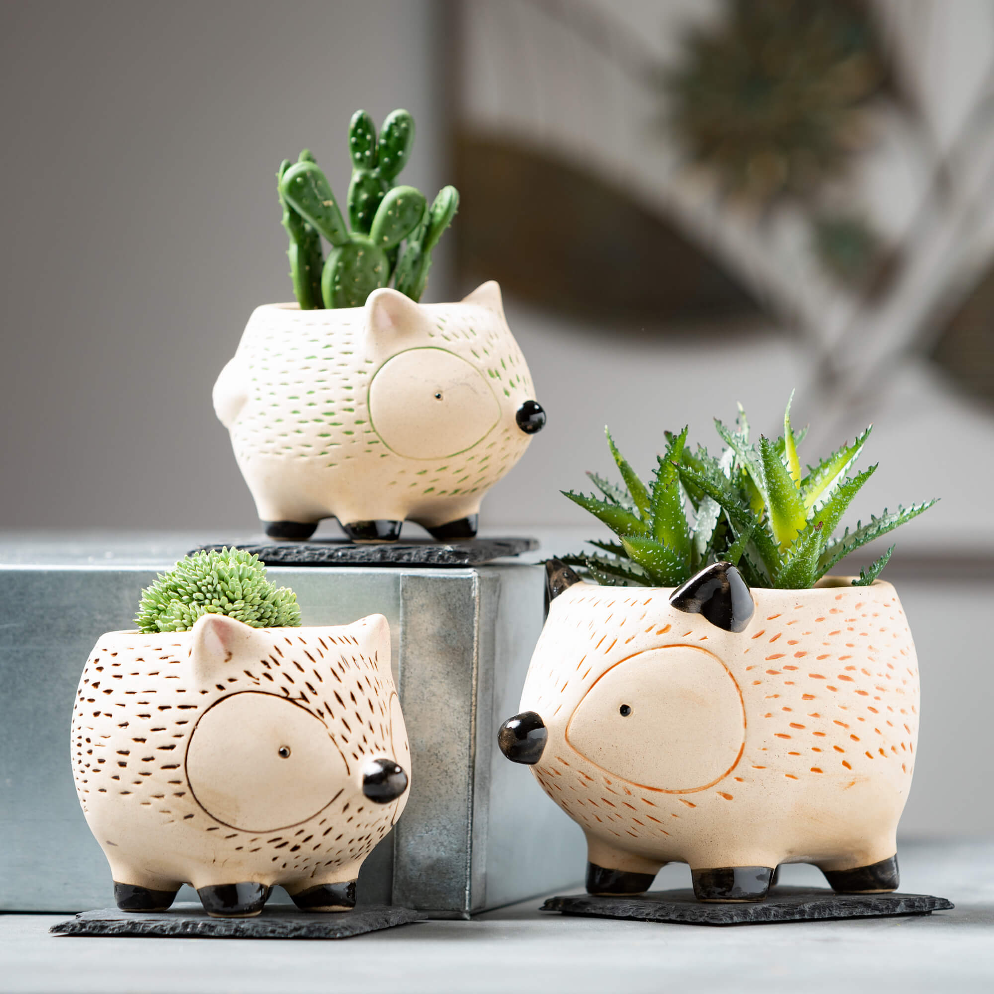 Hedge Hog Planter