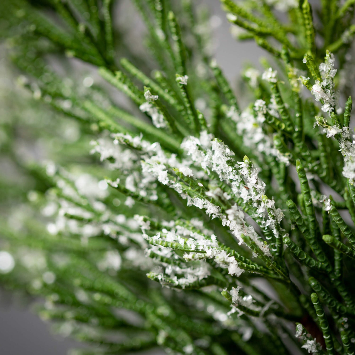 Frosted Cedar Pick