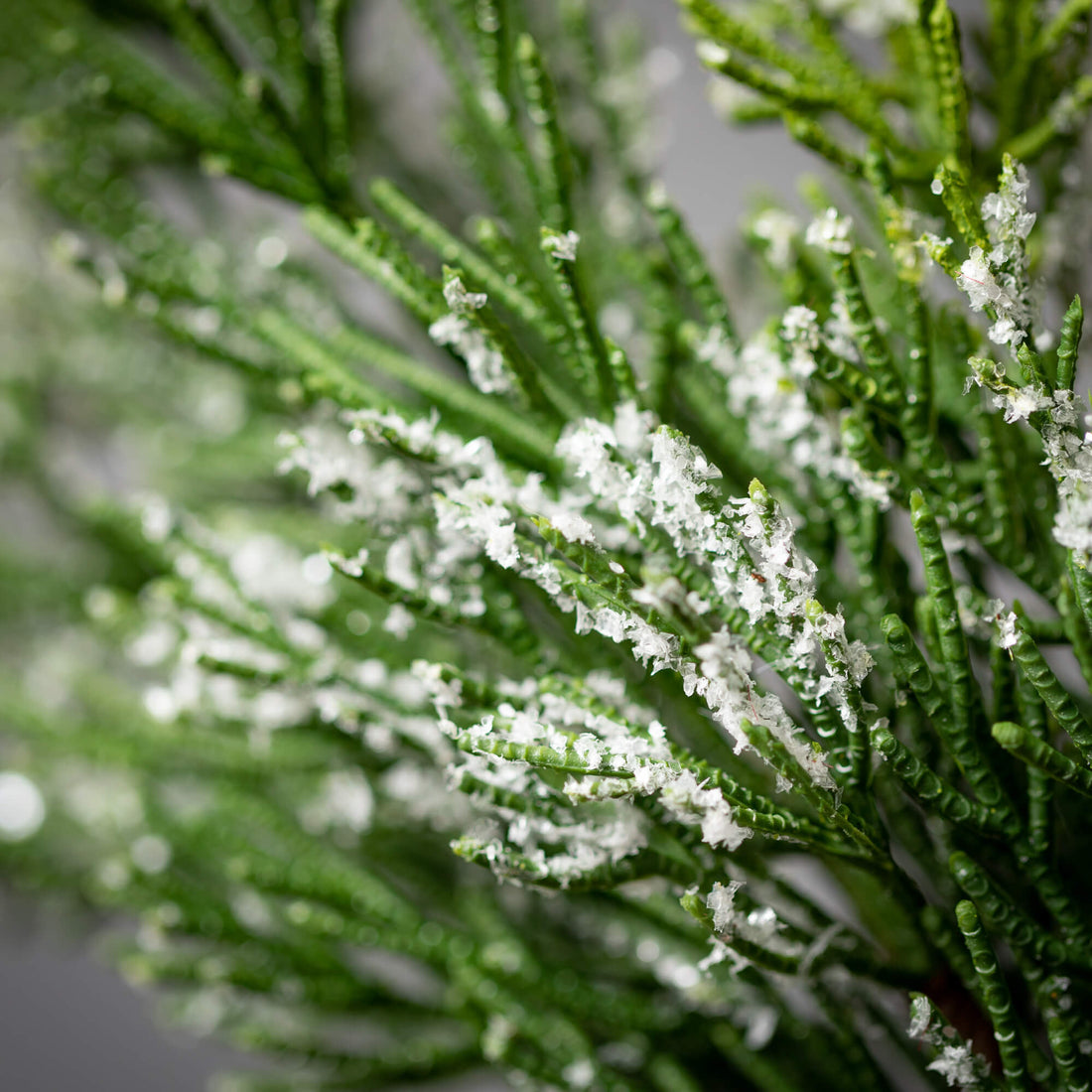 Frosted Cedar Wreath