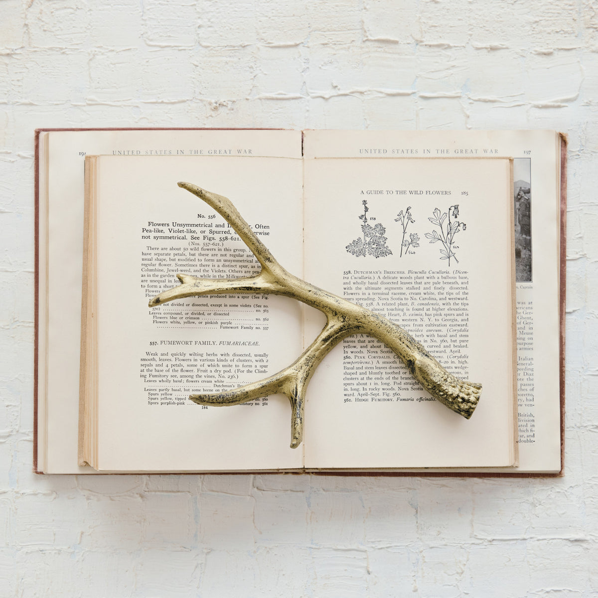 Gold Antler