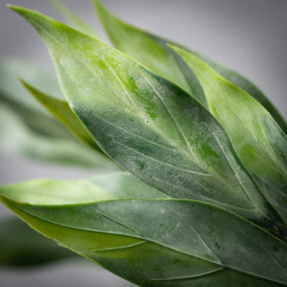 Foliage Stem