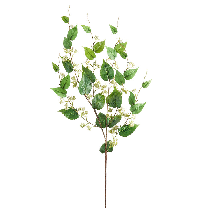 White Ivy Branch