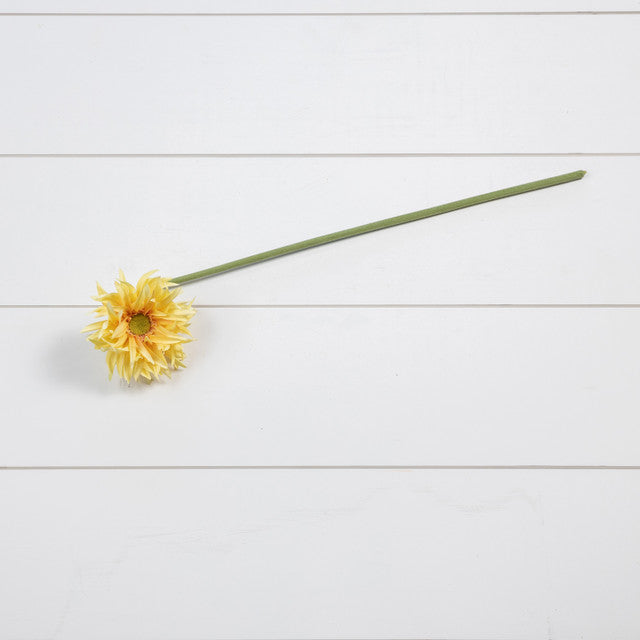 Light Yellow Gerbera Daisy