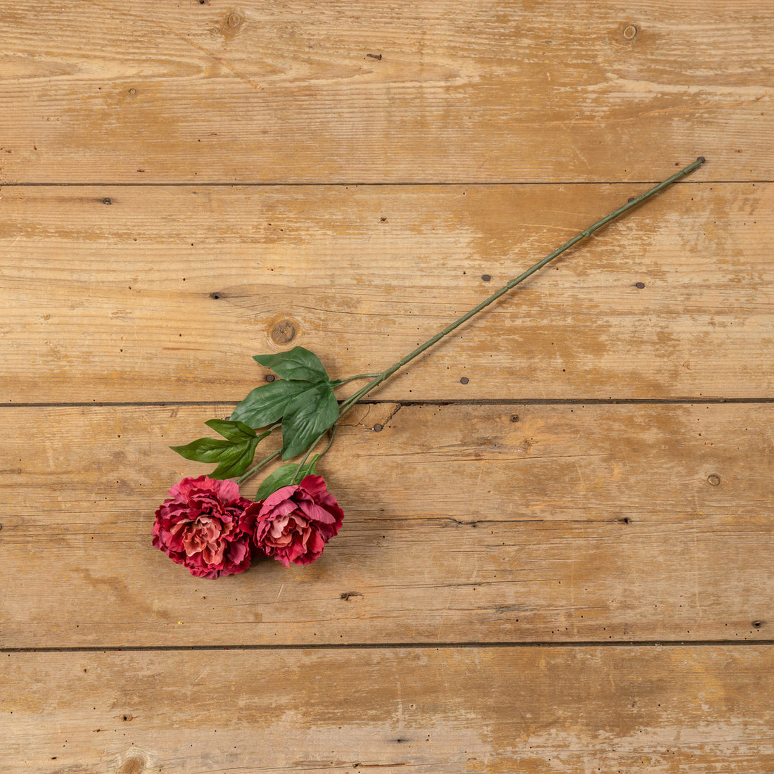 Burgundy Peony Stem