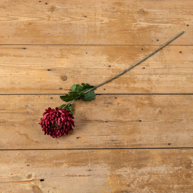 Red Chrysanthemum