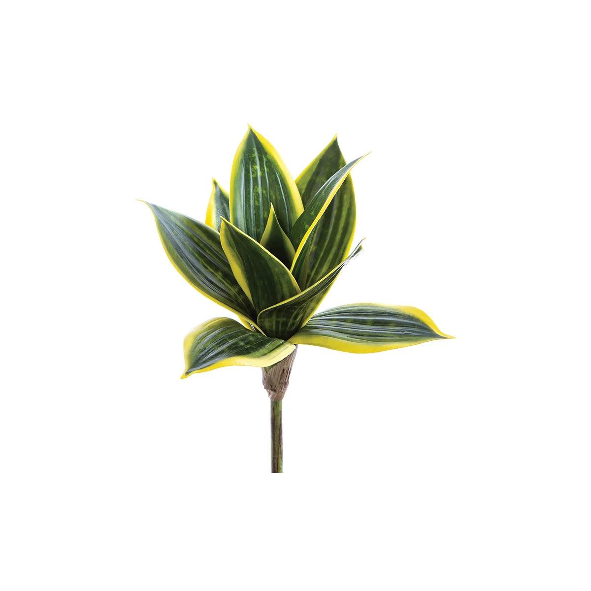 Sanseveria Plant