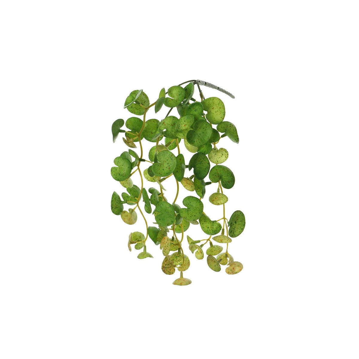 Pennywort Hanging Bush