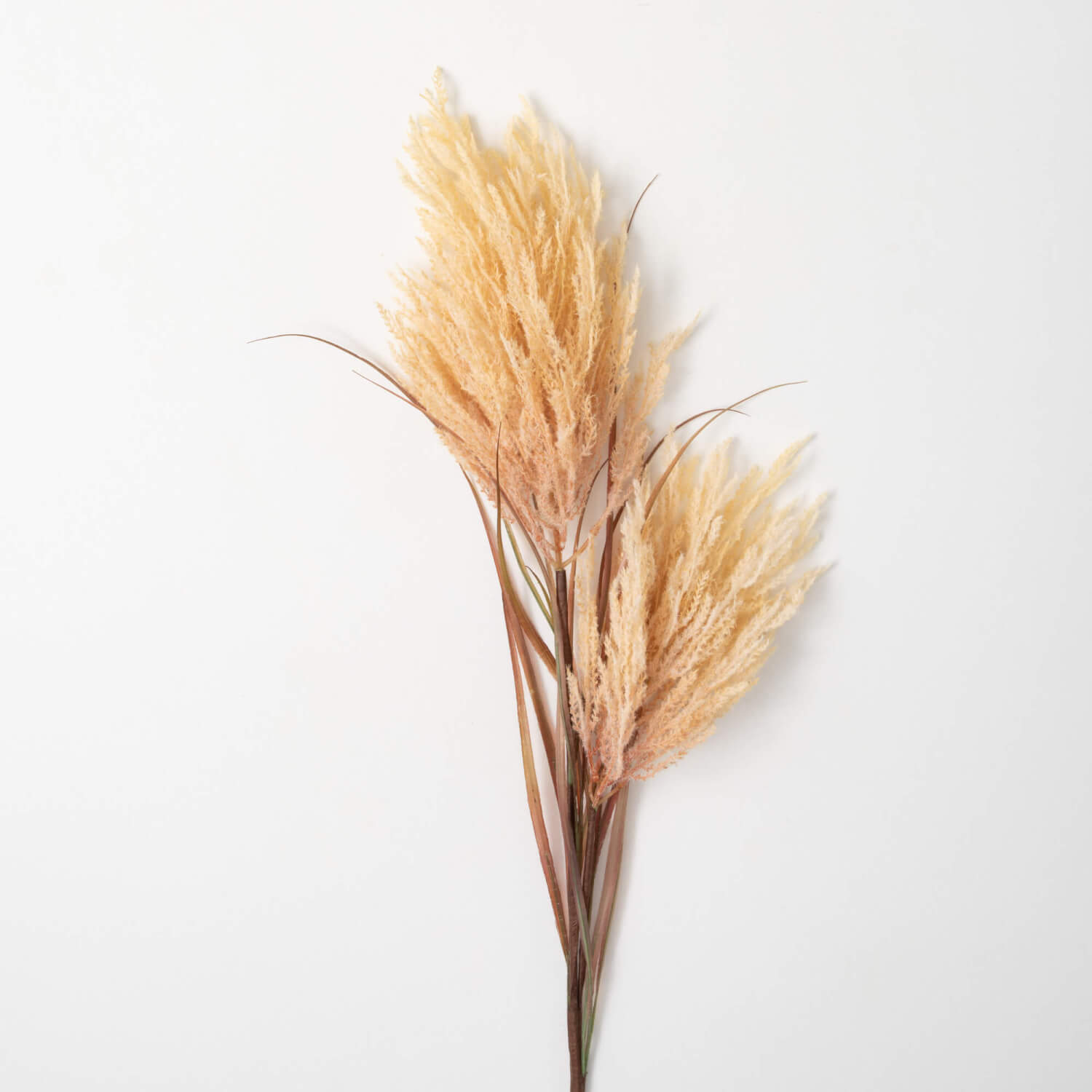 DRIED CHAMPAGNE REED STEM