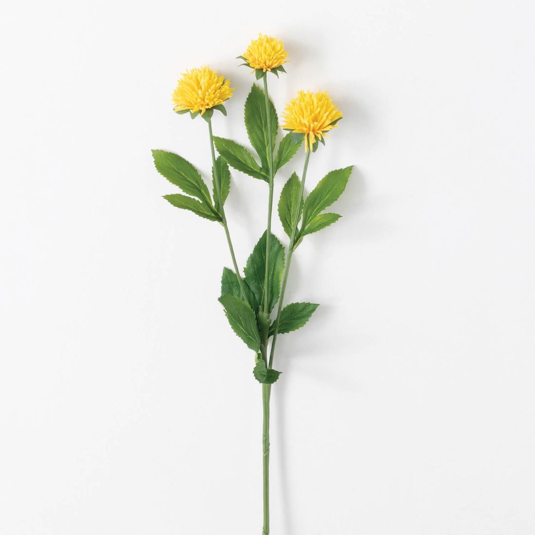 Yellow Clover Stem