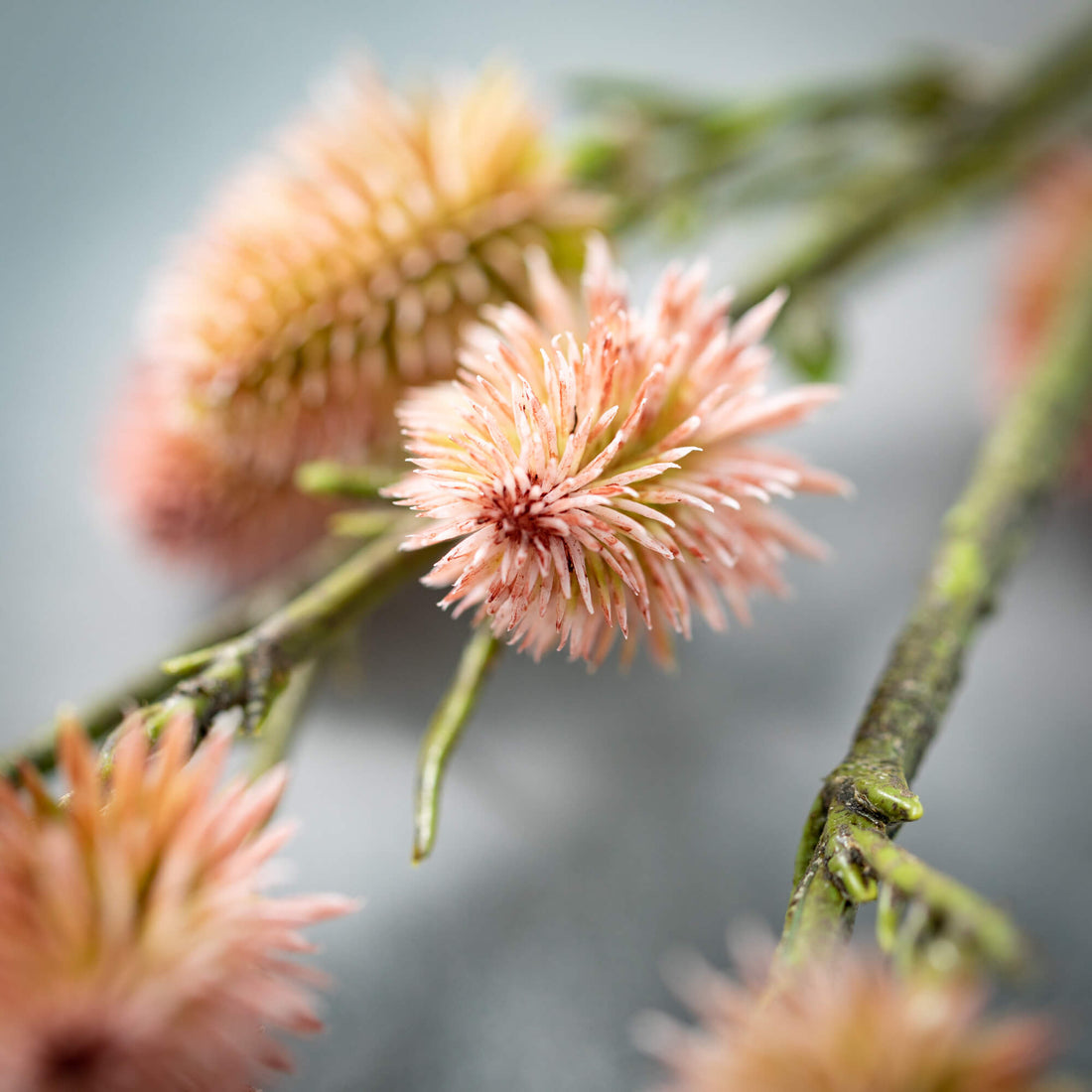 Pink American Willow Branch