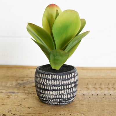 Potted Succulent
