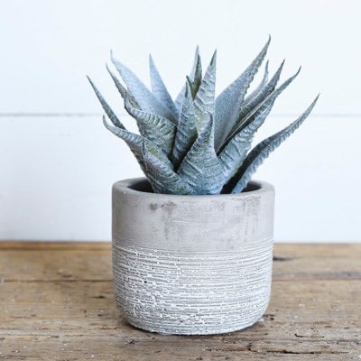 Aloe - Cement Pot