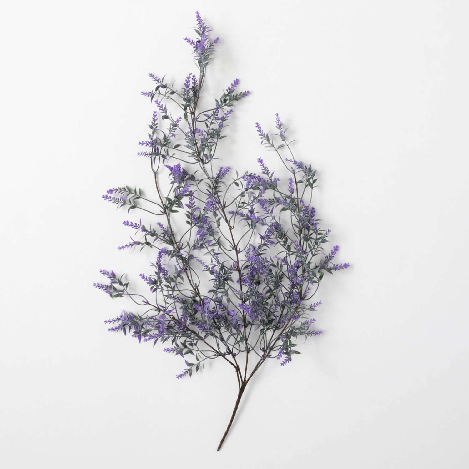 Lavender Swag bush