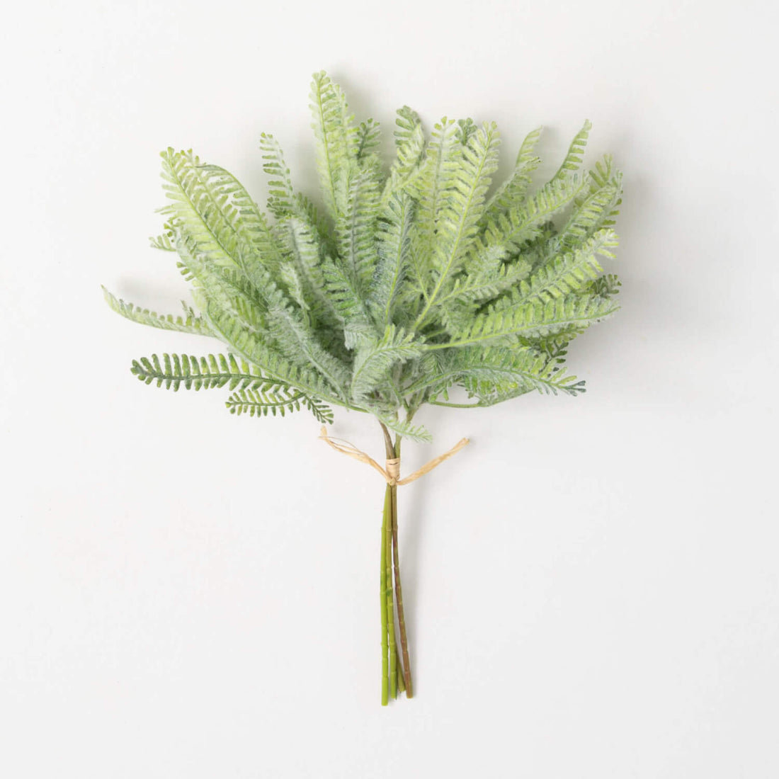 Mini Fern