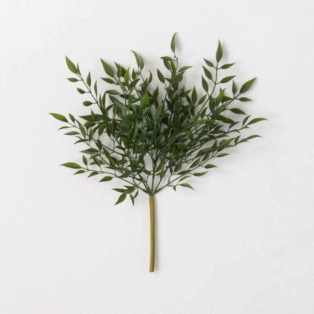 Small Ruscus Bush