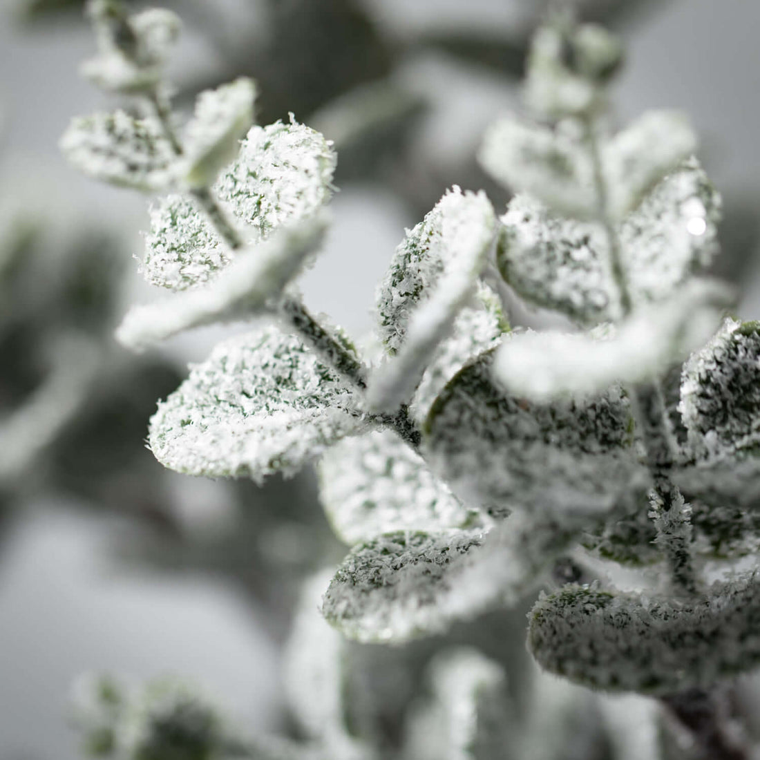 Snowy Eucalyptus Spray